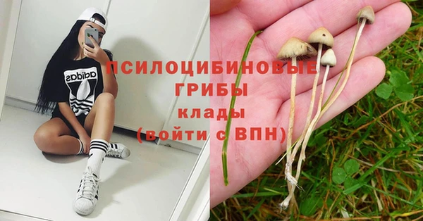 PSILOCYBIN Михайлов