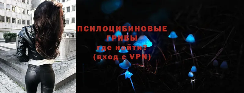 Галлюциногенные грибы Psilocybe  Мышкин 